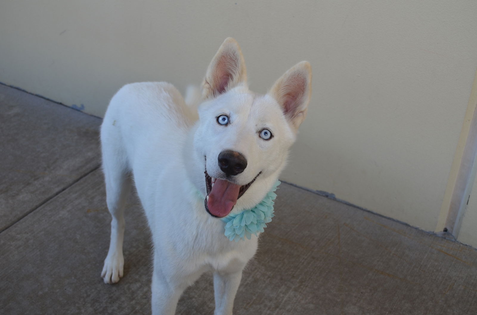 adoptable Dog in McKinney, TX named Orchid