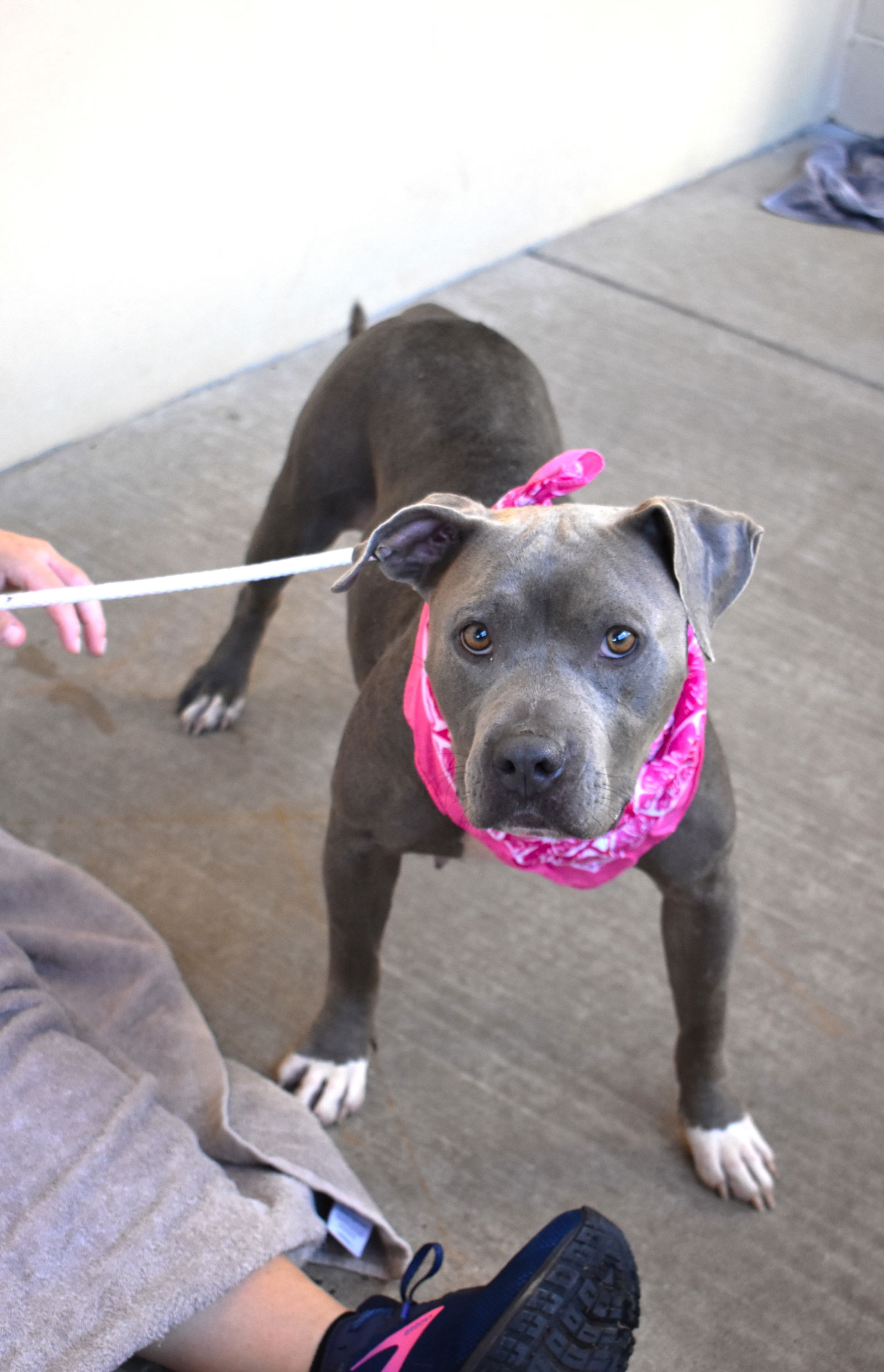 adoptable Dog in McKinney, TX named Periwinkle