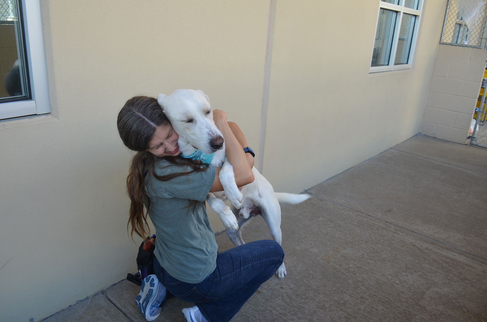 adoptable Dog in McKinney, TX named Obidian