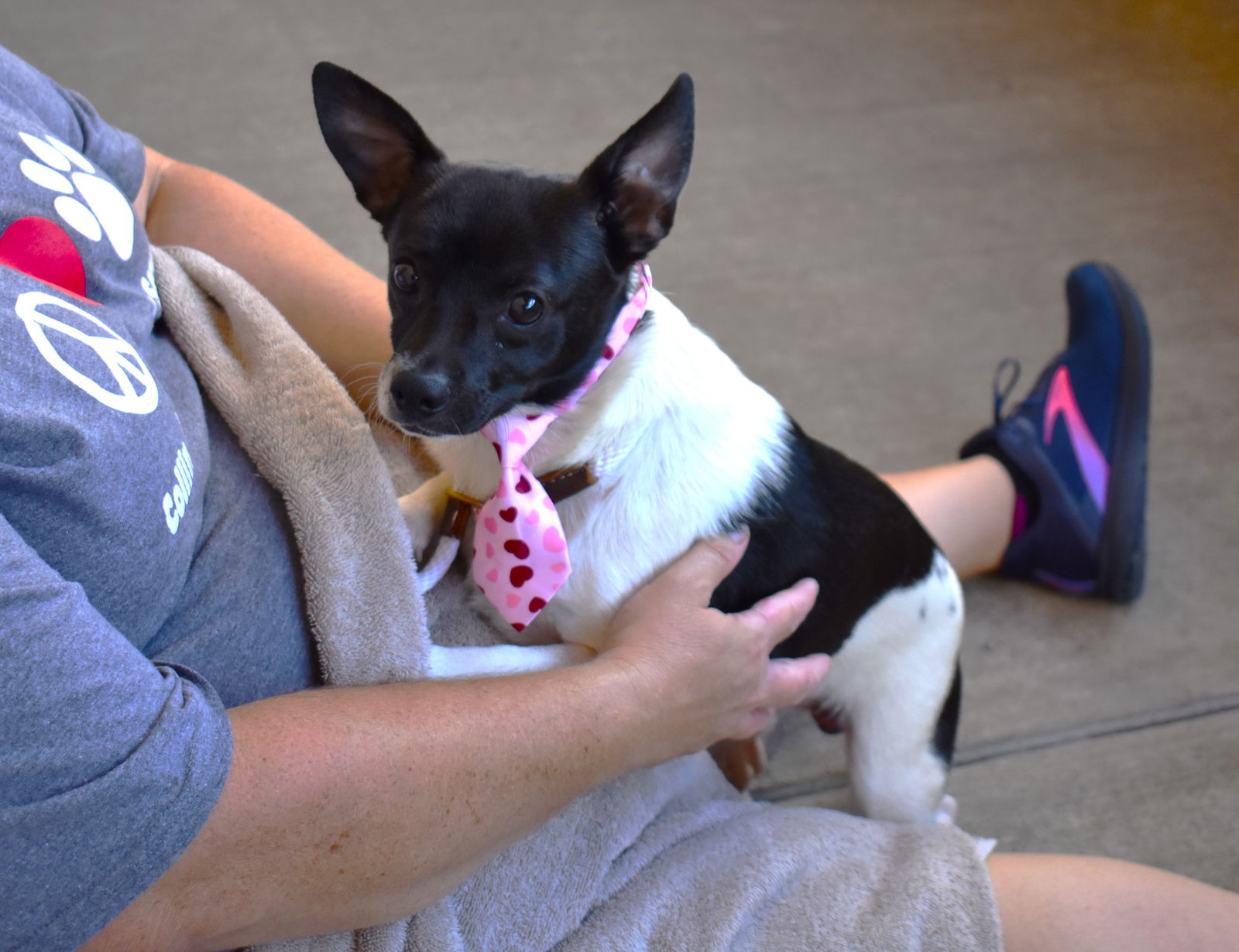 adoptable Dog in McKinney, TX named Cerulean