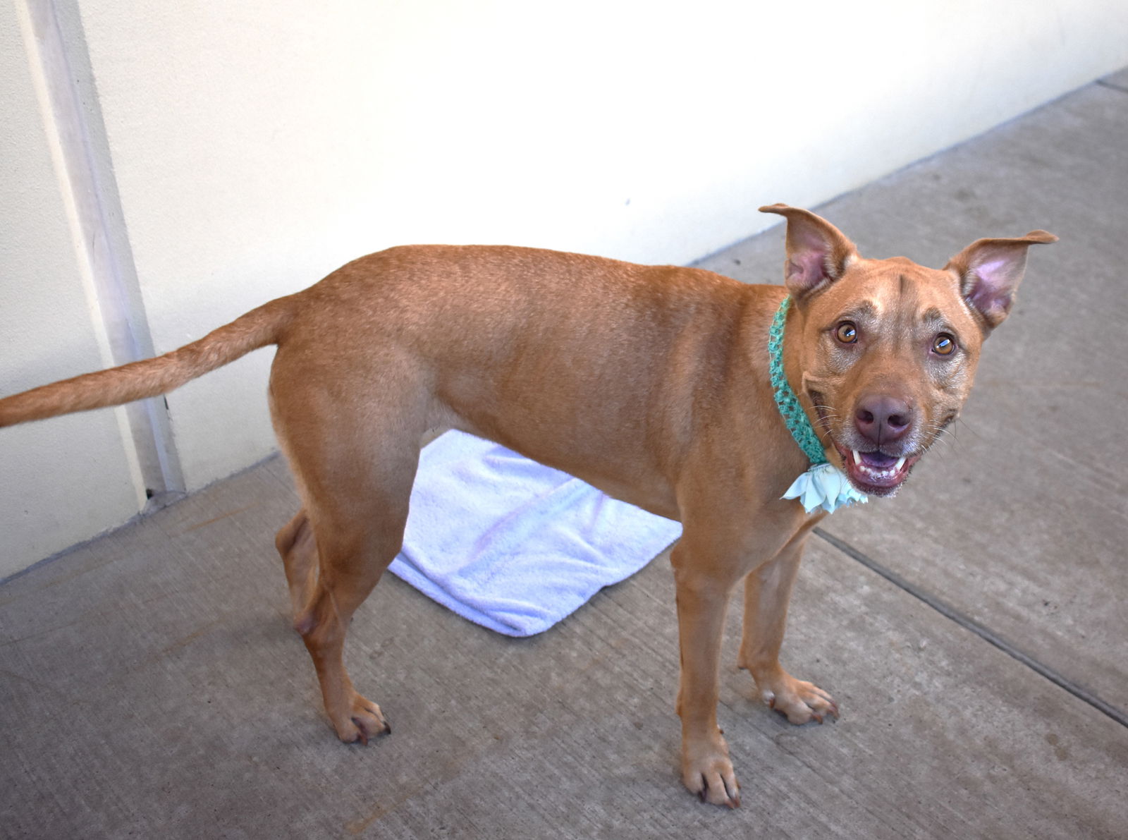 adoptable Dog in McKinney, TX named Terry