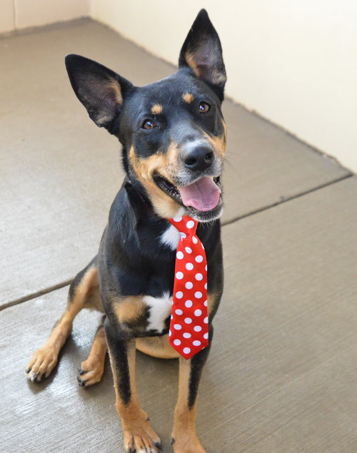 picture of the dog needing adoption
