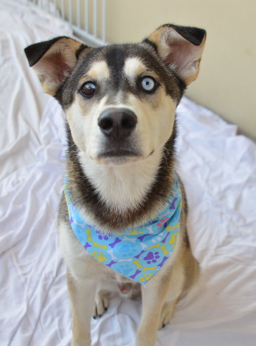 picture of the dog needing adoption