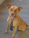 adoptable Dog in mckinney, TX named Bingo (In Foster)