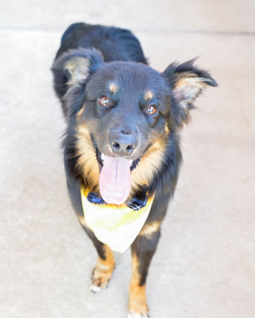 picture of the dog needing adoption