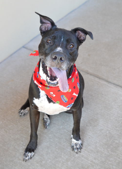 picture of the dog needing adoption