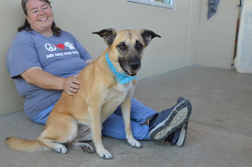 picture of the dog needing adoption