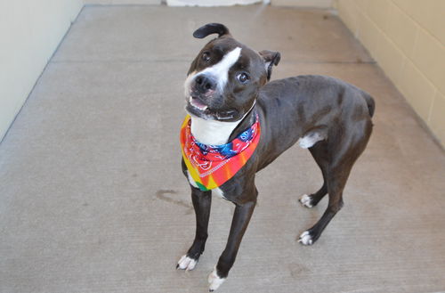 picture of the dog needing adoption