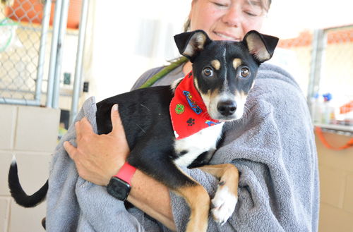 picture of the dog needing adoption
