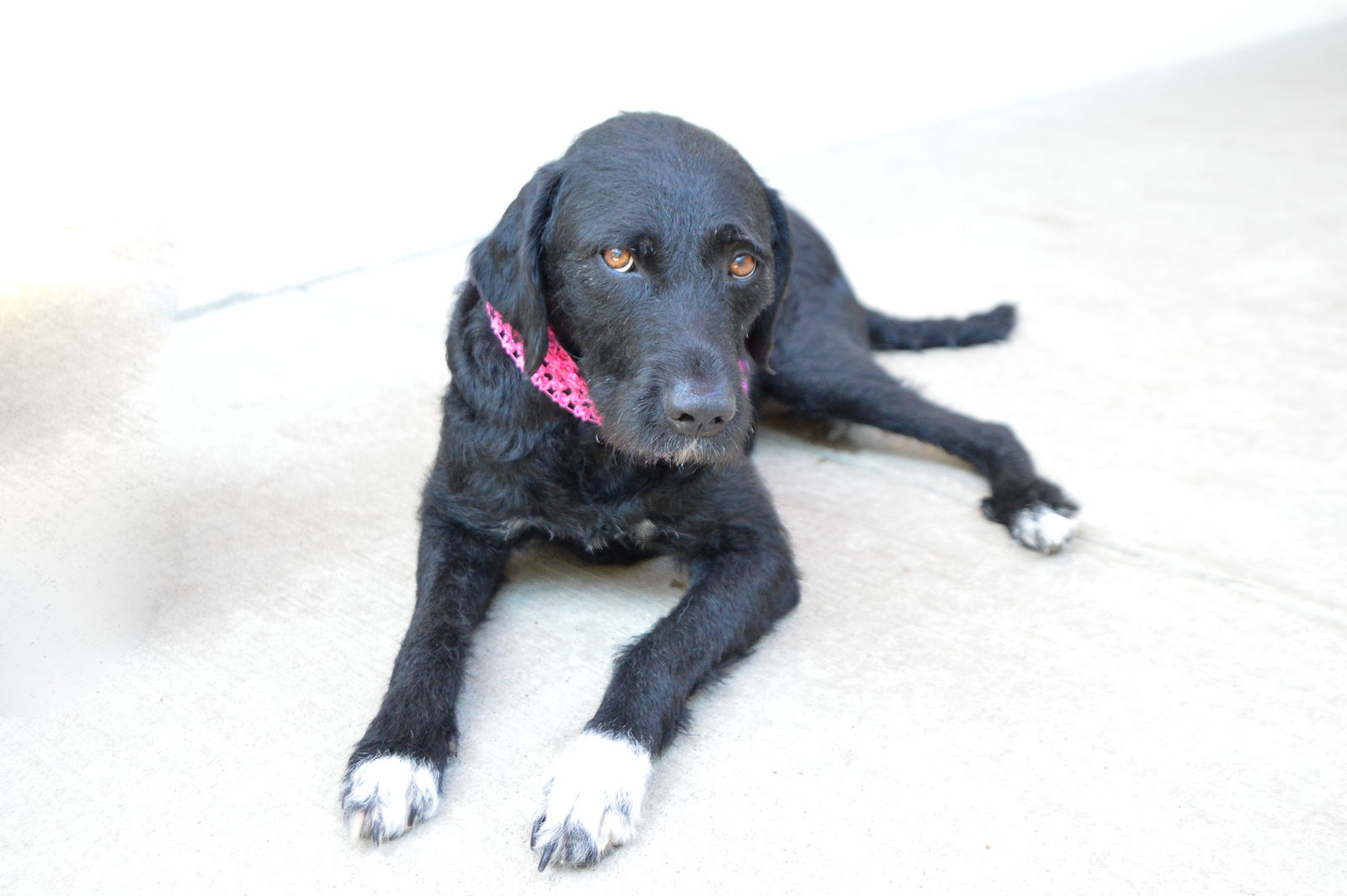adoptable Dog in McKinney, TX named Faith