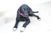 adoptable Dog in  named Faith