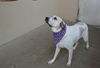 adoptable Dog in mckinney, TX named Sherlock Bones (In Foster)