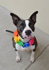 adoptable Dog in  named Nola