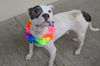 adoptable Dog in mckinney, TX named Chata (In Foster)