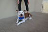 adoptable Dog in mckinney, TX named Flounder