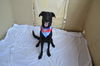 adoptable Dog in McKinney, TX named Maddie