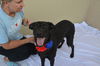 adoptable Dog in McKinney, TX named Meadow