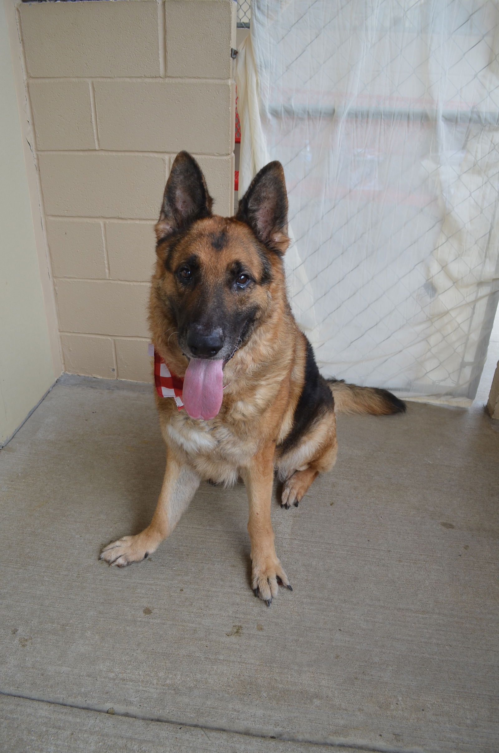 adoptable Dog in McKinney, TX named Mingo