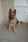 adoptable Dog in  named Mingo