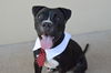 adoptable Dog in McKinney, TX named Freedom