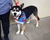 adoptable Dog in mckinney, TX named Denver