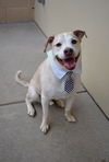 adoptable Dog in mckinney, TX named Zeus