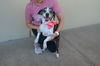 adoptable Dog in McKinney, TX named Honey