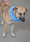 adoptable Dog in mckinney, TX named Atlanta