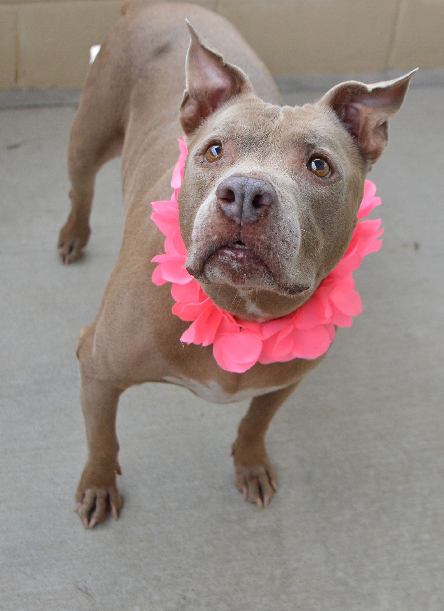 adoptable Dog in McKinney, TX named Coco