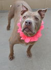 adoptable Dog in  named Coco