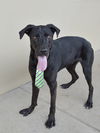 adoptable Dog in mckinney, TX named Archibald