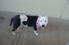 adoptable Dog in  named Sedona