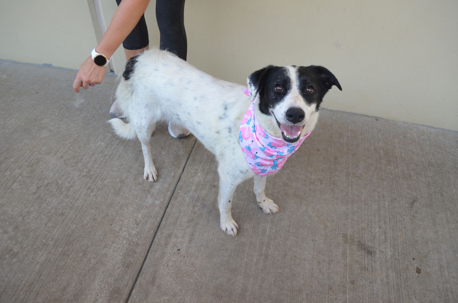 adoptable Dog in McKinney, TX named Sydney