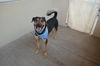 adoptable Dog in mckinney, TX named Vegas
