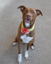 adoptable Dog in  named Chelsea