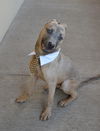 adoptable Dog in  named Fang