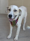 adoptable Dog in  named Tahoe