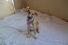 adoptable Dog in  named Berlin