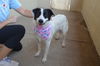 adoptable Dog in  named Sydney