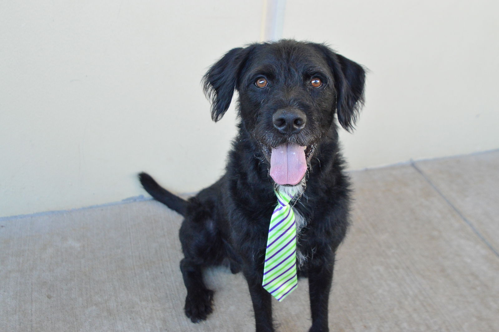 adoptable Dog in McKinney, TX named Biggie