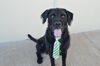 adoptable Dog in  named Biggie