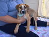 adoptable Dog in  named Blossom