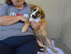 adoptable Dog in  named Bubbles