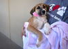 adoptable Dog in  named Buttercup