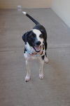 adoptable Dog in  named Rocky