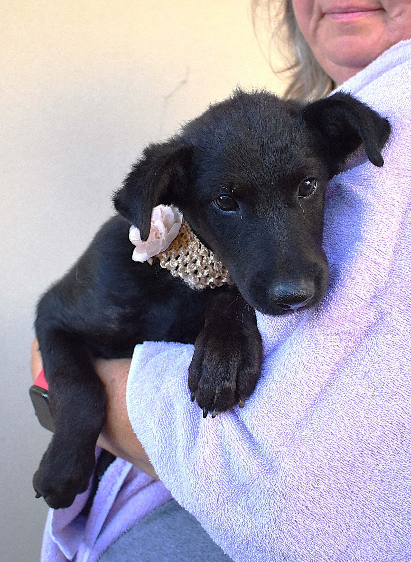 adoptable Dog in McKinney, TX named Lisbon