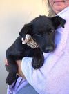 adoptable Dog in  named Lisbon