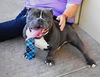 adoptable Dog in  named Cheeseburger