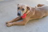 adoptable Dog in  named Pebbles