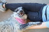 adoptable Dog in  named Aesop